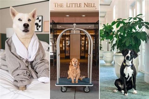 pet friendly hotels map|Top Pet Friendly Hotels Worldwide .
